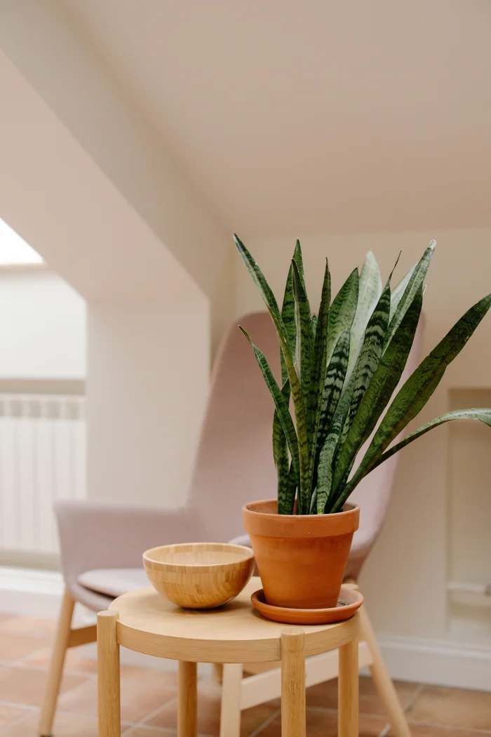 A potted plant beside a chair in a sunlit room